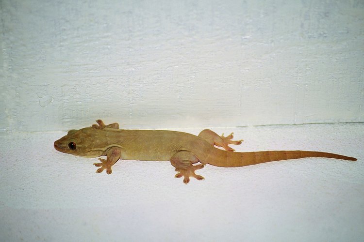 El gecko común casero común tiene la piel rosa u opaca.