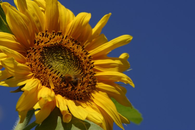 Los girasoles giran su cabeza en busca del sol.