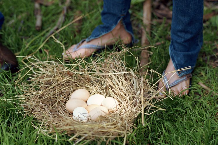 Las Leghorn son ponedoras prolíficas, apreciadas por los productores de huevos comerciales.