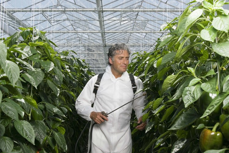 Los helechos son, generalmente, plantas que aman el agua.