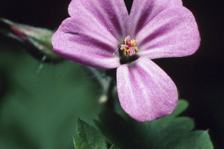 Los geranios perennes verdaderos tienen menos flores ostentosas que sus compañeros anuales.