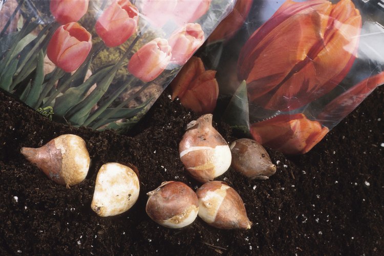 Los bulbos florales también son un tipo de tallo modificado.