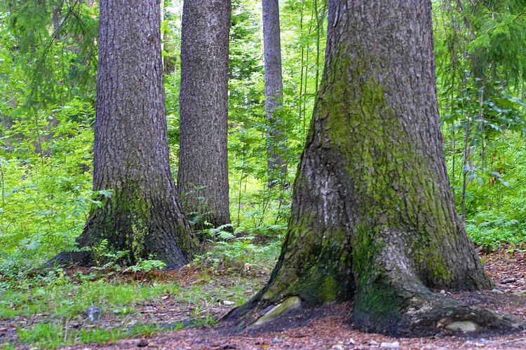 El musgo puede ser encontrado en el bosque y colocado en un terrario.