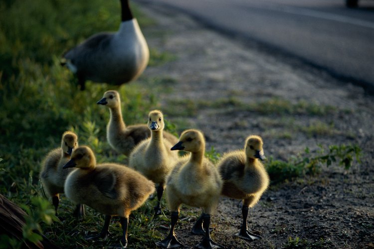 Un pato tiene una gran visión y puede ver 360 grados con dos ojos, uno a cada lado de su cabeza.
