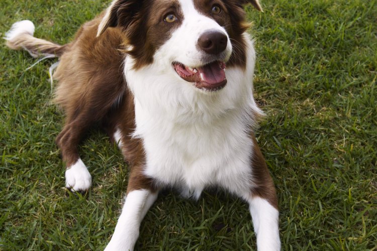 Los Border Collie son una raza muy activa que trabaja para el rebaño.