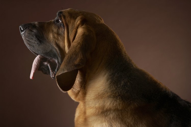 Muchos de los tumores en el hocico de un perro no son cancerosos.