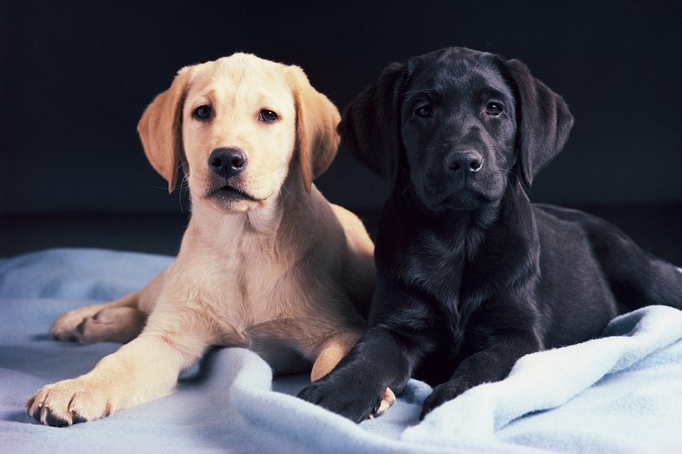 Los cachorros de labrador vienen en colores sólidos sin patrones, pero un cachorro mezclado podría heredar el color del lado del doberman.