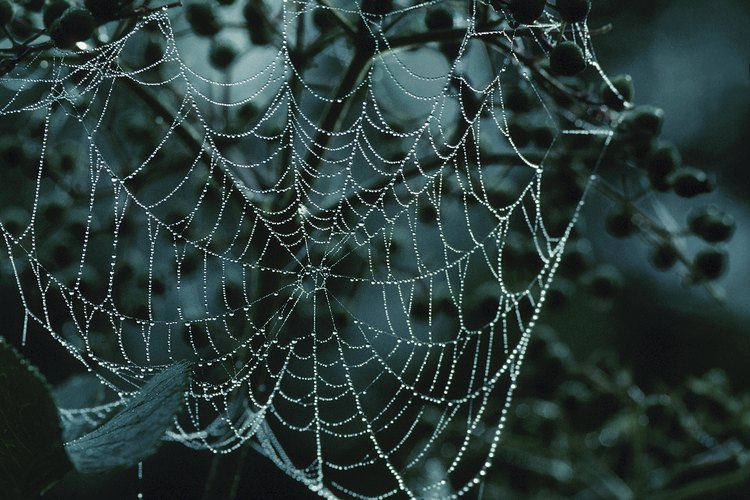La mayoría de las arañas crean sus telarañas en lugares oscuros y frescos.