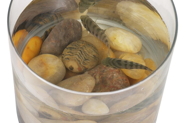 Los guppies necesitan buena oxigenación y sistema de filtración.