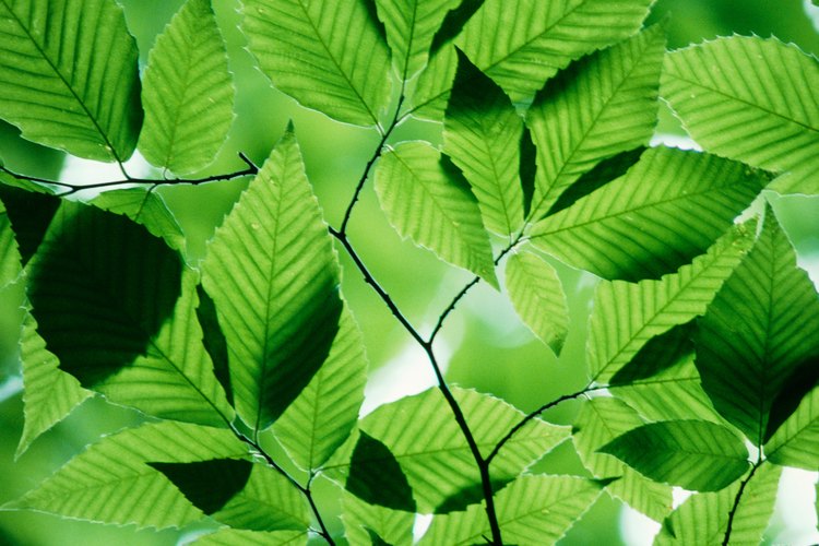 Las hojas de las plantas se recolectan pero no se comen.