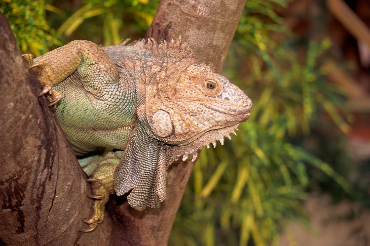 Las iguanas son lagartos que viven en climas tropicales.