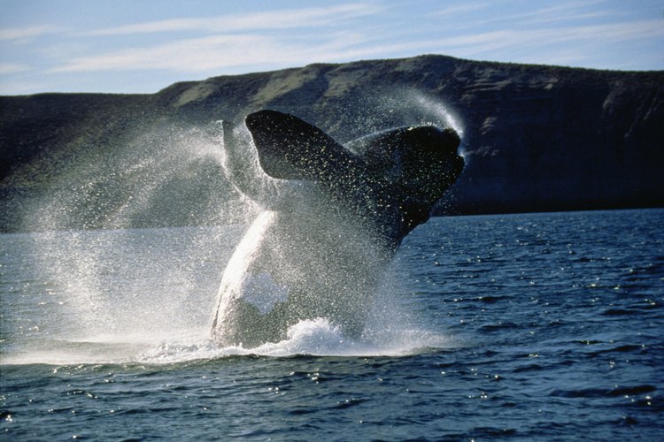Las orcas son visitantes frecuentes de las aguas de Port Angeles.
