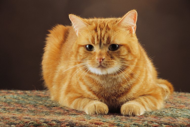 Los gatos son unos de los animales más fáciles de criar.