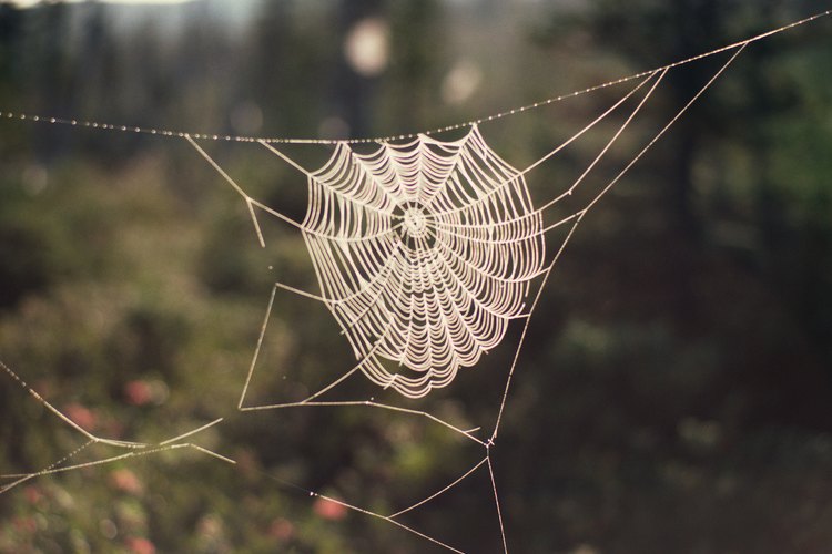 La presencia de las telas de araña significa que las arañas están al acecho.