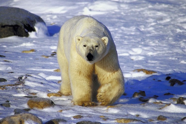 La mayoría de los osos polares viven en el hielo.