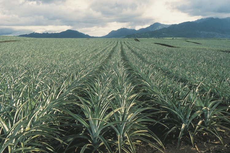 Las piñas que crecen en oxisoles requieren de fertilización.