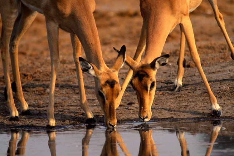 Los animales de la sabana se basan en fuentes de agua que pueden verse amenazadas por el sobrepastoreo.