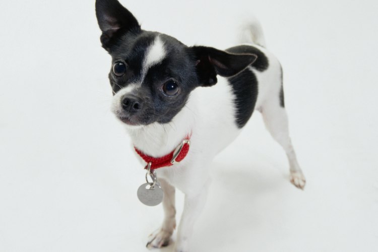 Perro Chihuahua.