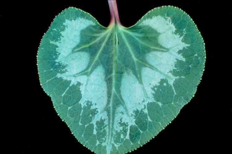 Este hongo infecta a las plantas en cualquier etapa de crecimiento y hace que las hojas se marchiten.