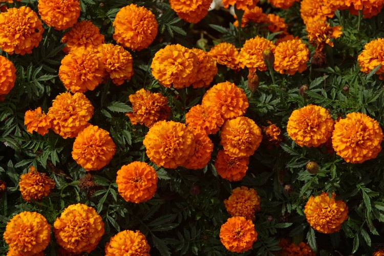 Las caléndulas son una adición colorida para cualquier lugar del jardín.