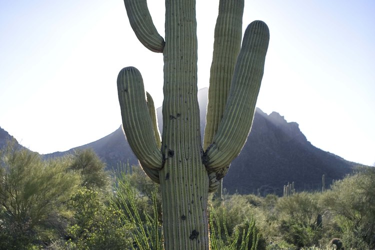 Cactus