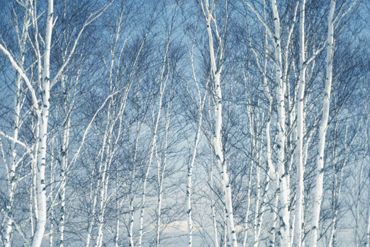 El paisaje de Duluth durante el invierno permite realizar una gran cantidad de actividades al aire libre.