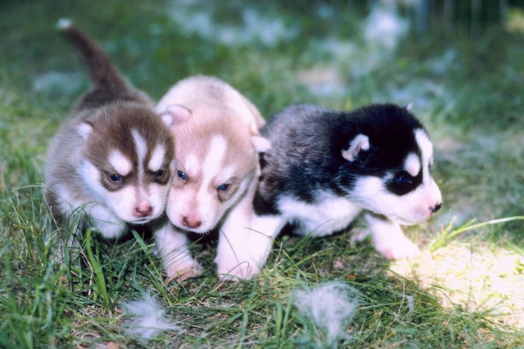 El entrenamiento de un husky debe comenzar temprano, cuando es un cachorro.