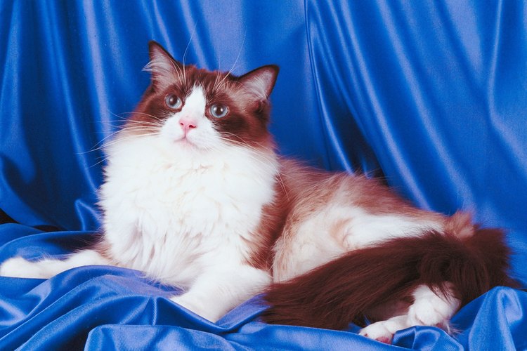 Estos gatos se volvieron extremadamente populares en los EEUU