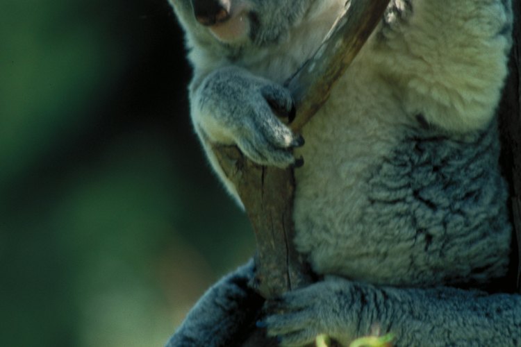 El koala no es un oso, es un marsupial.