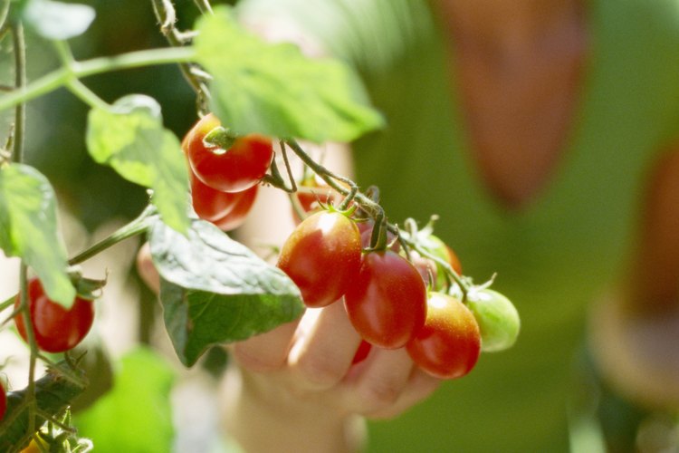 Cultivar sabrosos tomates comienza con un suelo de calidad.