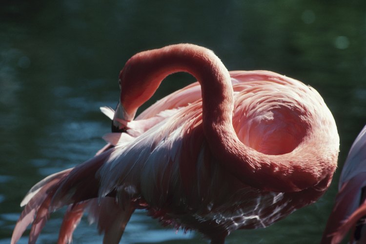 Las pulgas se alimentan de la sangre de los mamíferos y de las aves y pueden transmitir enfermedades.