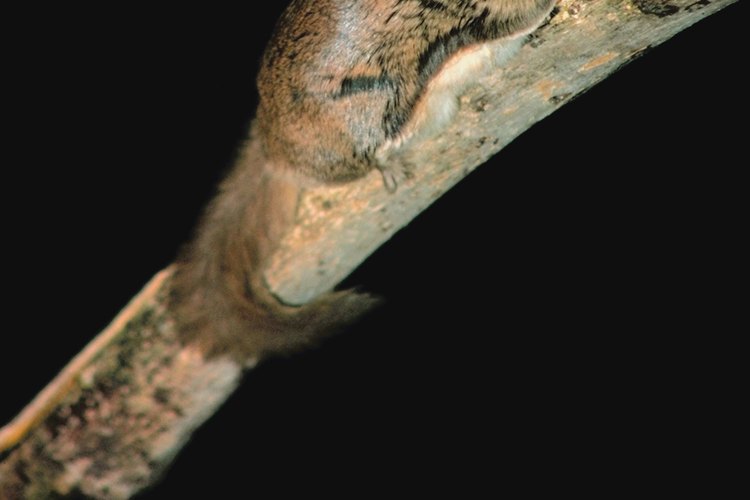 Las ardillas voladoras se alimentan de noche.