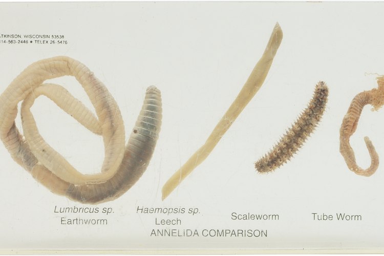 Los gusanos en larva se alimentan de raíces mientras existen en la etapa de larva.