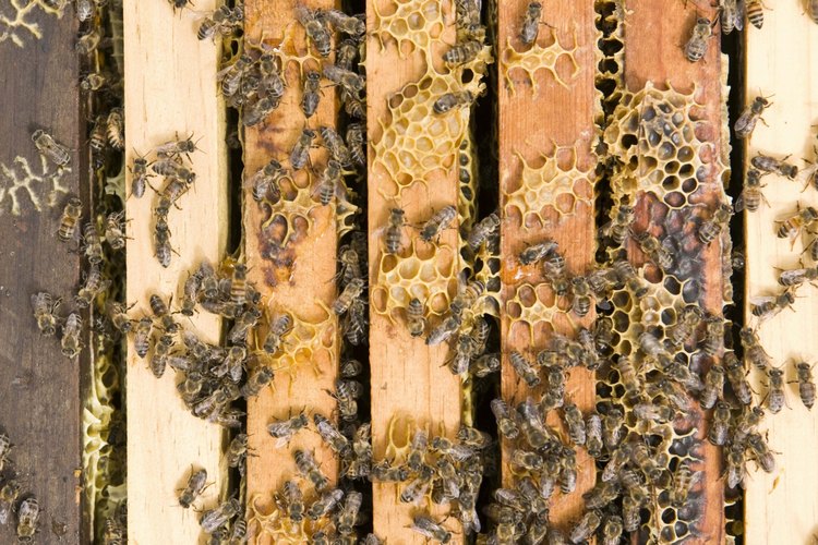Protege tu hogar contra las invasiones de insectos.