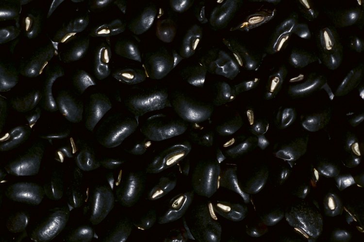 Los frijoles negros pueden servirse refritos o enteros.