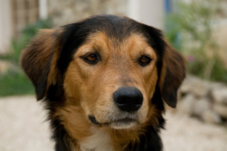 Una zona para perros es una opción conveniente.