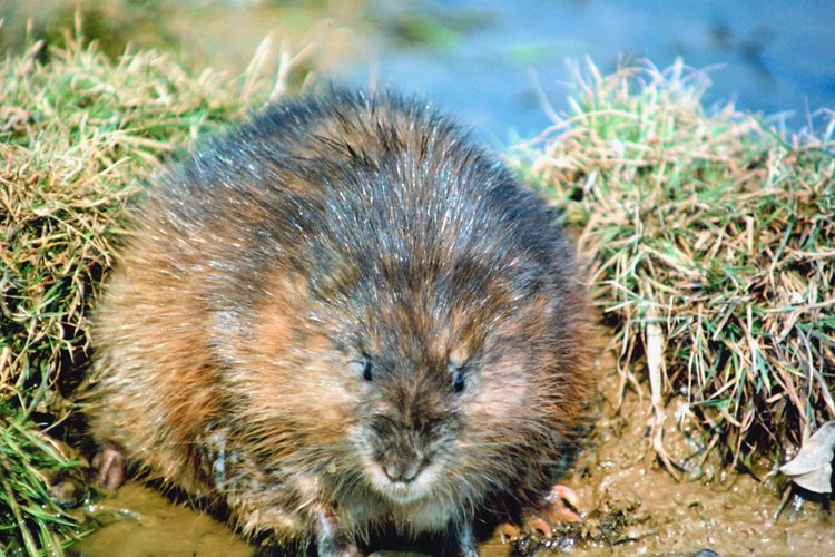 Las ratas almizcleras siempre viven cerca del agua y de una fuente confiable de alimento.