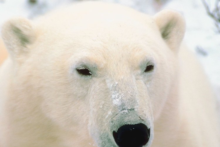 Un oso polar pesa entre 900 libras (400 kilogramos) y 1600 libras (725 kilogramos) y generalmente crece hasta 6 pies (1.80 metos) de altura.