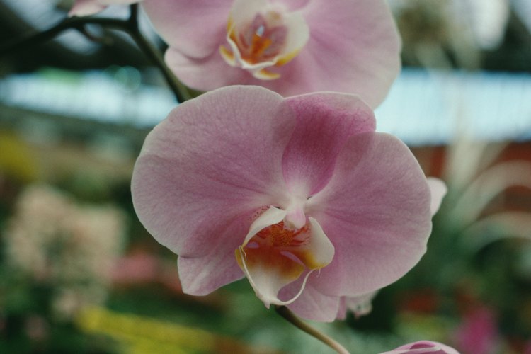 Debido a las condiciones ambientales o de crecimiento, algunas orquídeas son extremadamente raras.