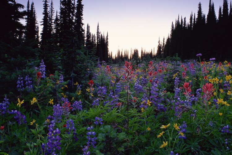 Camina por el bosque cercano para ver las flores silvestres de verano.