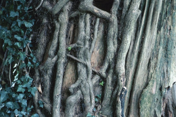El cobre es un nutriente necesario para el crecimiento de las plantas.
