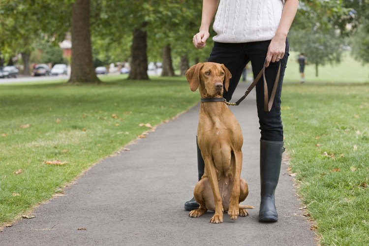 Los humanos pueden contraer la salmonella de los perros.