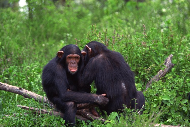 Las chimpancés hembras a veces le roban la comida a los machos que no la comparten.