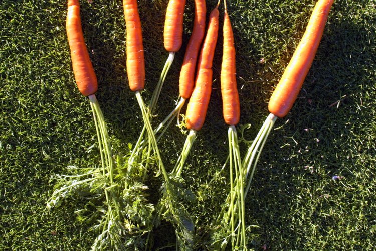 Tu hijo puede ser sorprendido al enterarse de que ya come raíces de plantas, tales como las zanahorias.