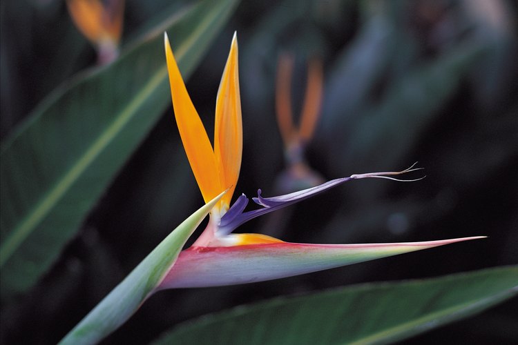 El ave del Paraíso es una flor inusual.