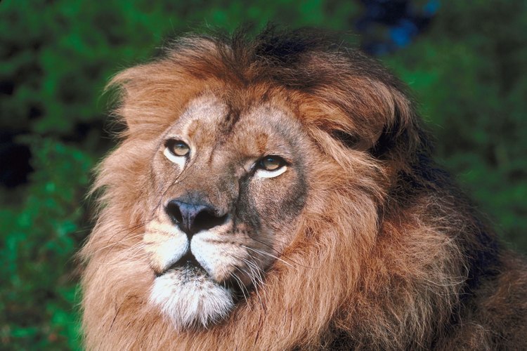 Hay muchos hechos interesantes y extraños acerca de los leones.