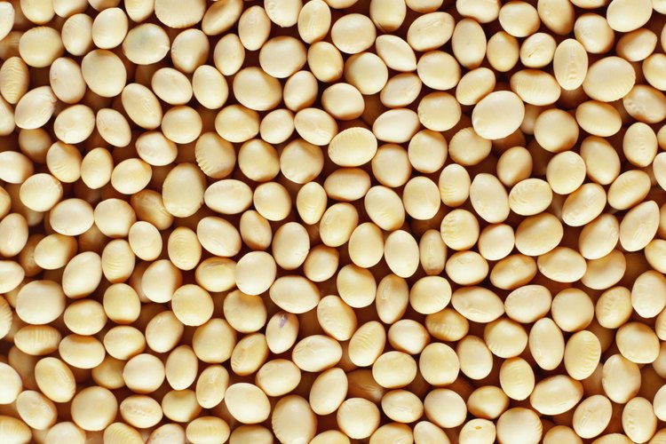 Granos de soya.