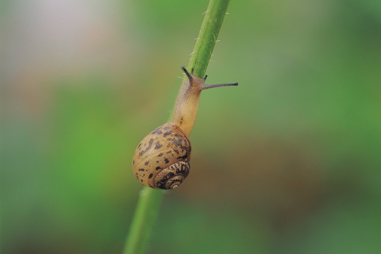Los caracoles y babosas pueden destruir tus preciadas plantas.