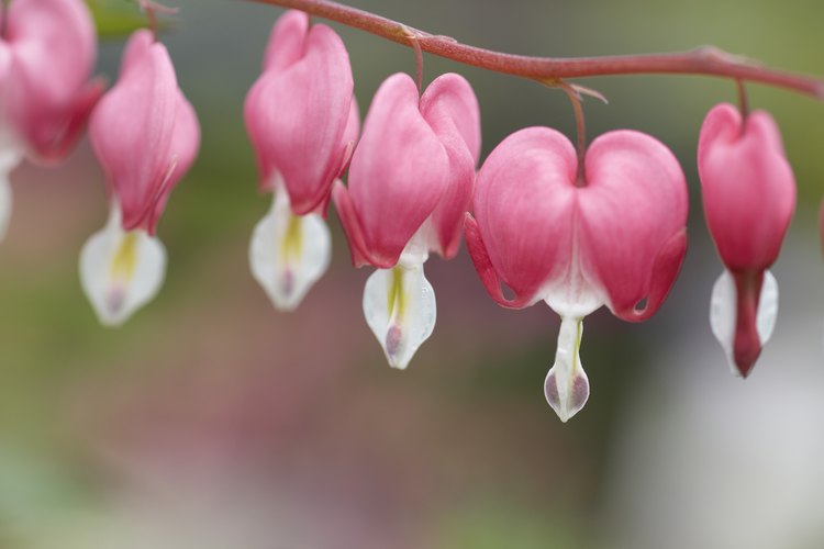 La planta corazón sangrante es una perenne que viene de Japón.