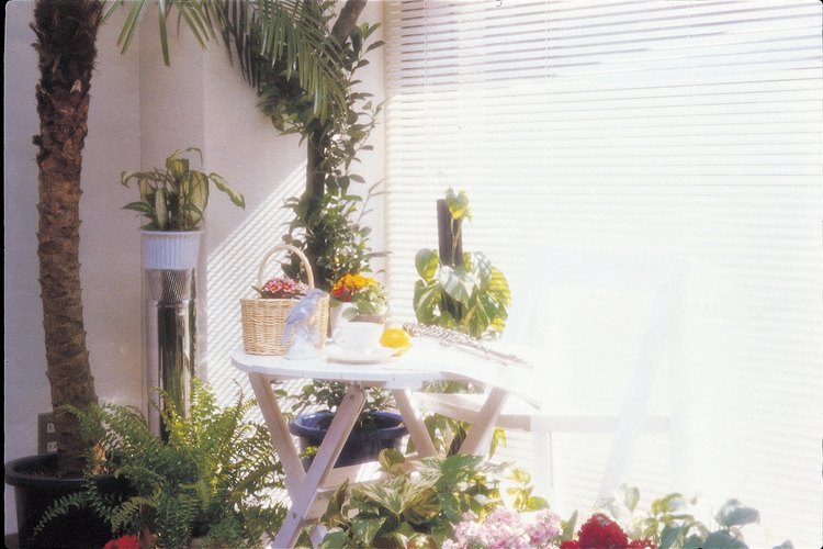 El helecho espárrago es perfecto para el interior del hogar, ya que le agrada la luz solar filtrada.
